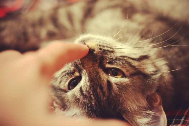 cute kitten, cute, lovely, kitty, adorable, cat, kitten, HD wallpaper cute kitten, cute, lovely, kitty, adorable, cat, kitten, HD wallpaper