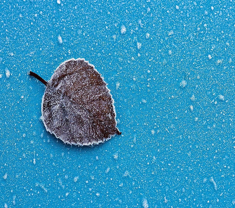 Lonely snowy leaf, bonito, cute, look, nice, HD wallpaper