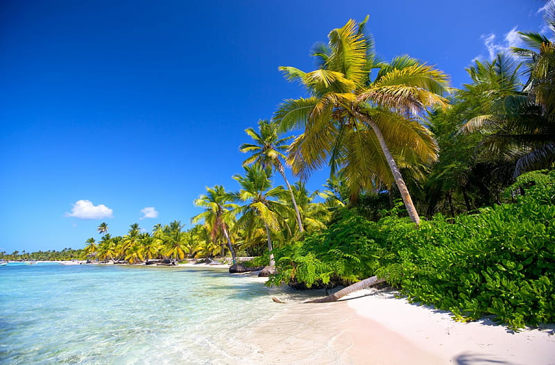 Tropical Seascape - r, nature, tropical, beaches, palms, HD wallpaper