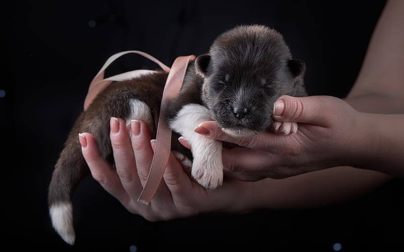 american akita, small black puppy, small dog, puppy on hands, gift, cute animals, dogs, HD wallpaper