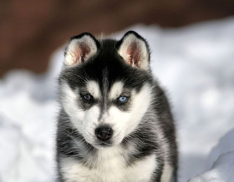 Baby Siberian Husky, cute, cachorro, animals, puppy, dog, HD wallpaper