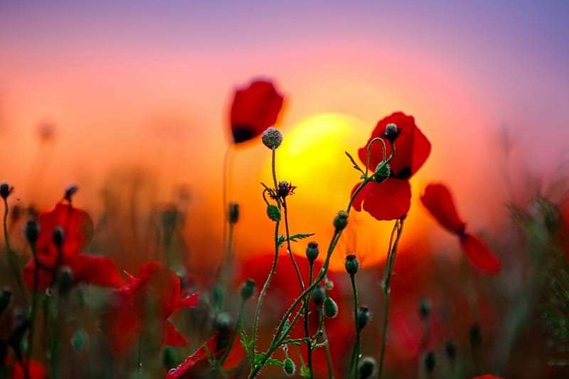 A sunny day, Sky, Poppies, Sunrise, Flowers, Blossom, HD wallpaper