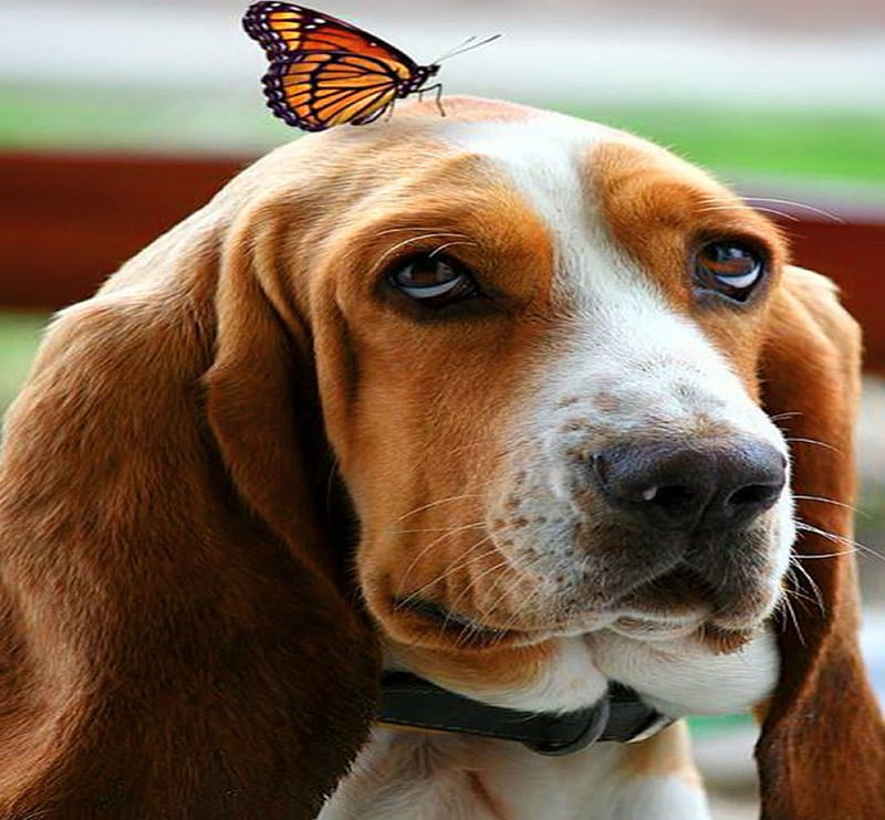 Basset and butterfly, butterfly, brown, Basset, white, Monarch, dog, HD wallpaper