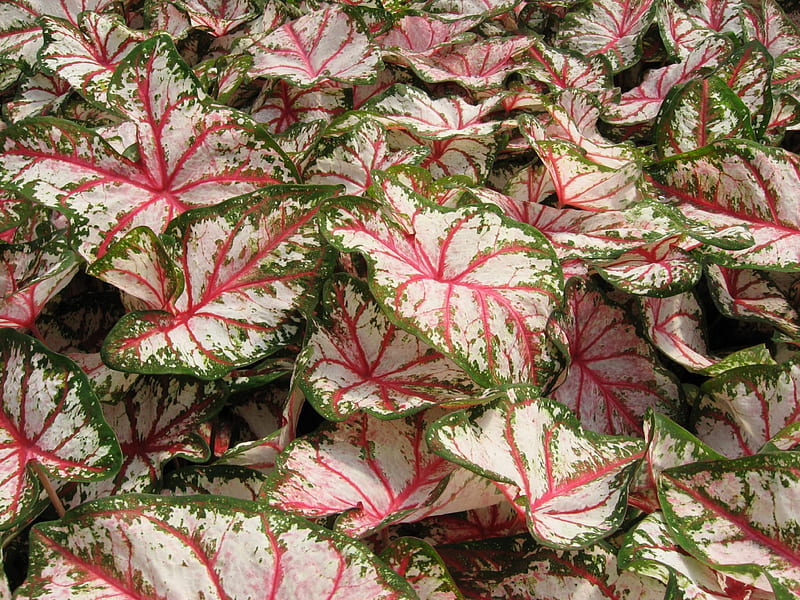 Covered in Caladiums