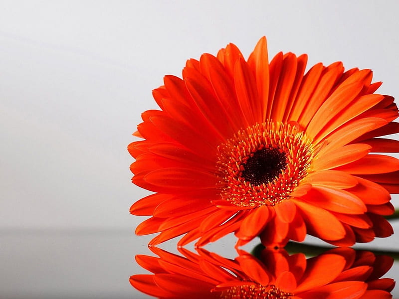 Gerbera, flores, reflejo, naranja, Fondo de pantalla HD | Peakpx