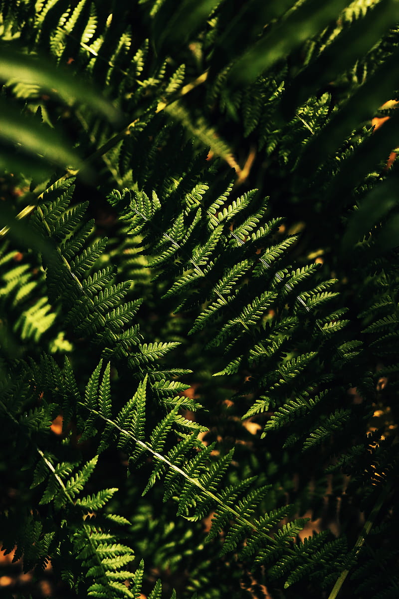 fern, macro, leaves, branches, HD phone wallpaper