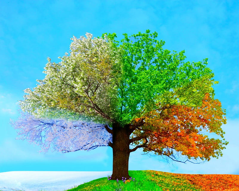 Four seasons tree, nature, sky, seasons, trees, HD wallpaper