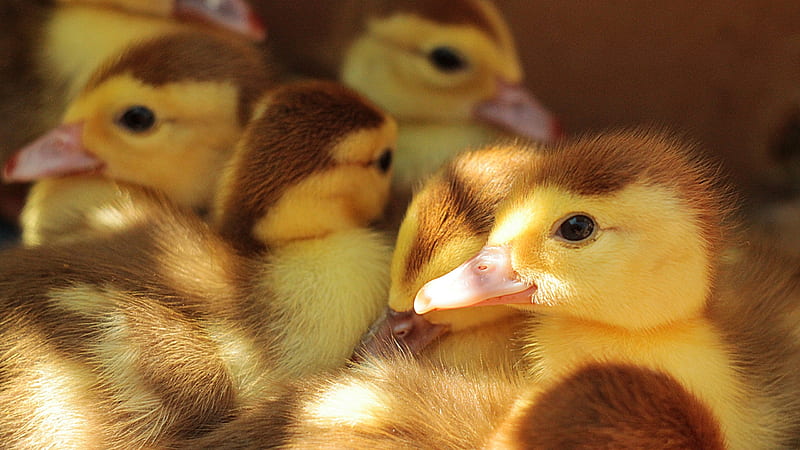 Ducklings, cute, duck, pasare, yellow, spring, easter, duckling, HD wallpaper