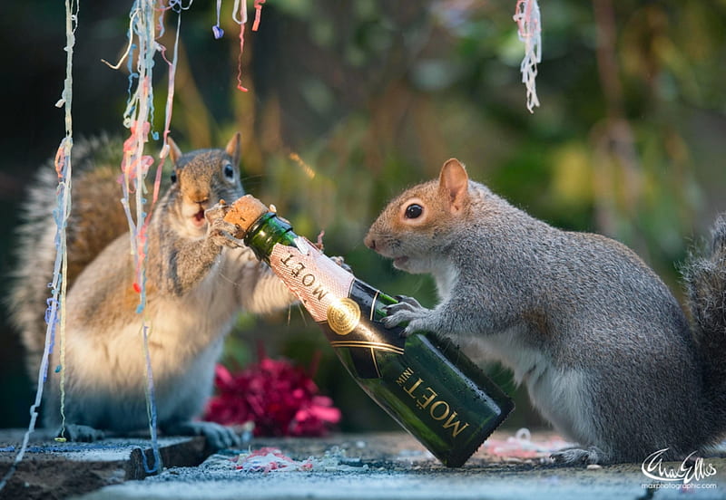 :D, bottle, max ellis, squirrel, veverita, new year, funny, animal, HD wallpaper