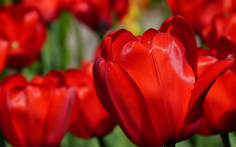 spring, blur, buds, red tulips, tulips, HD wallpaper