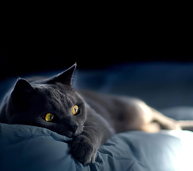 Black Cat, beauty, cute, HD wallpaper