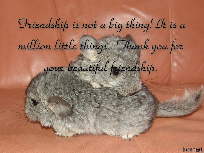 FRIENDSHIP..A MILLION LITTLE THINGS, FRIENDSHIP, COMMENT, CARD, HD wallpaper