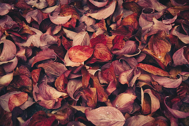 withered leaves, HD wallpaper