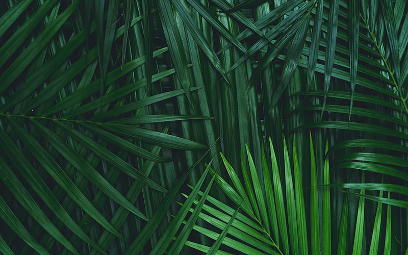 green palm leaves texture, natural textures, leaves texture, background with palm leaves, environment, palm leaves, HD wallpaper