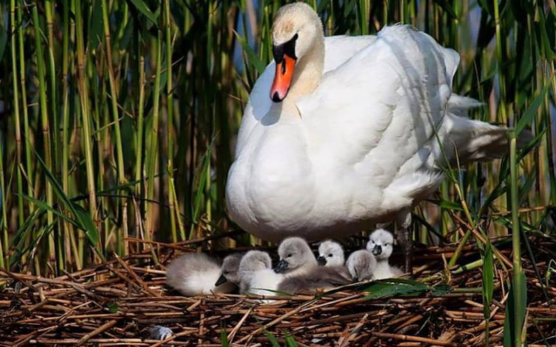 Swan's lovely family, family, mother swan, life, birds, swan, swans, big, nest, nature, babies, animals, HD wallpaper