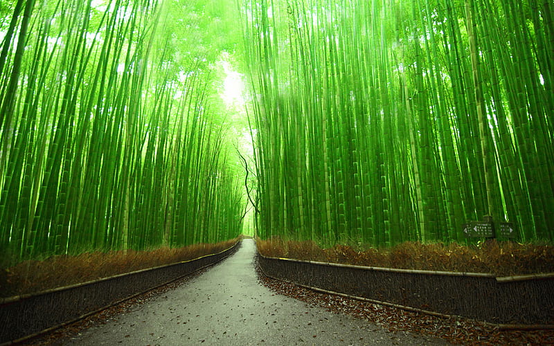 Bamboo, Chinese Bamboo Forest, HD wallpaper