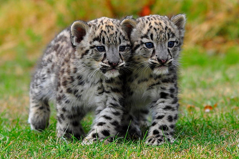 LITTLE BROTHERS, cute, white tiger, snow tiger cubs, adorable, snow leopard, HD wallpaper