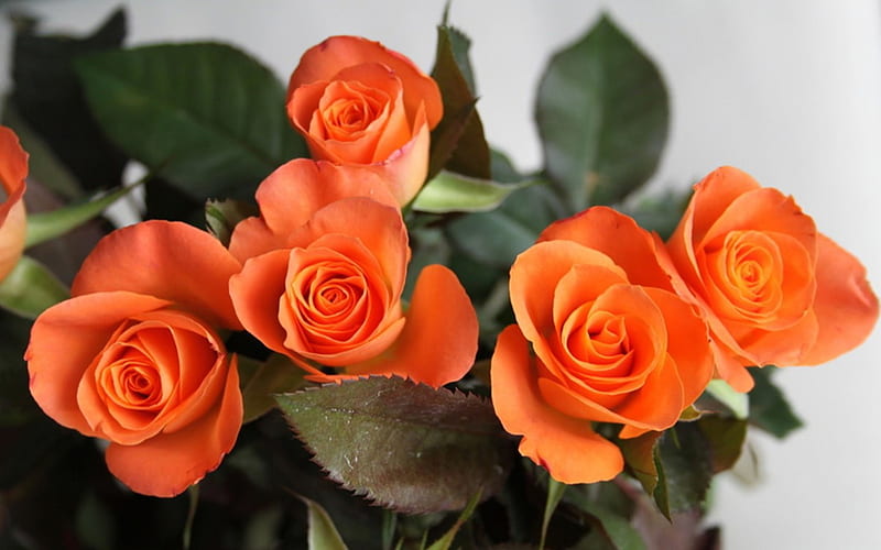 Beautiful roses for pretty Adi, best, friend, roses, orange, HD wallpaper