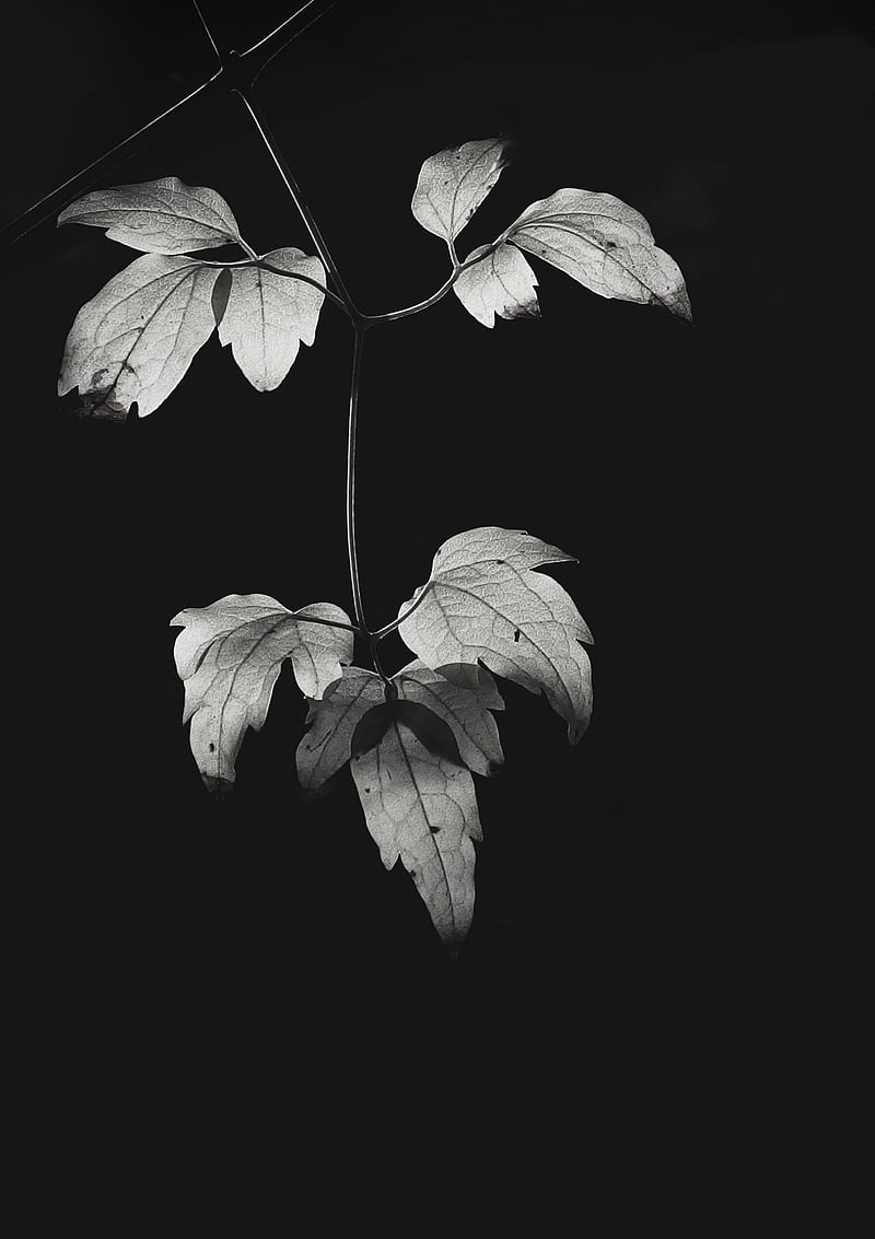 bw, leaves, plant, HD phone wallpaper