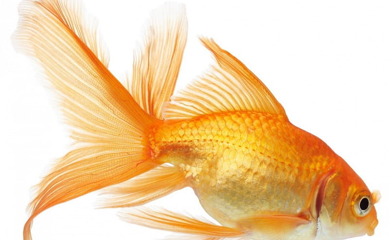 Golden fish, white, orange, fish, golden, HD wallpaper