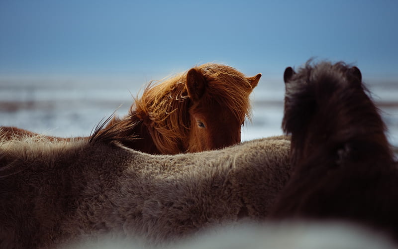 Icelandic Horse, close-up, horses, beach, wildlife, Iceland, HD wallpaper