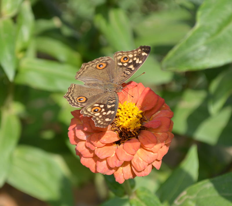Resting Place, butterfly, flower, HD wallpaper
