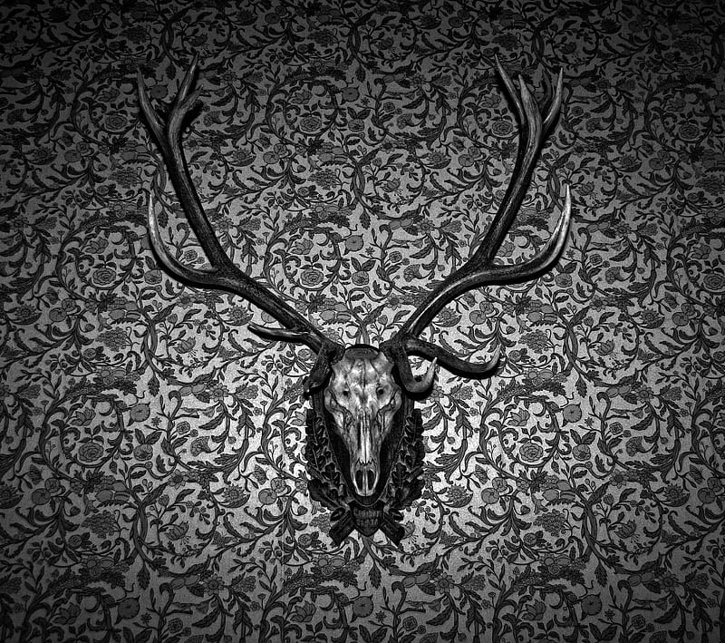 antlers, horns, old, wall, HD wallpaper