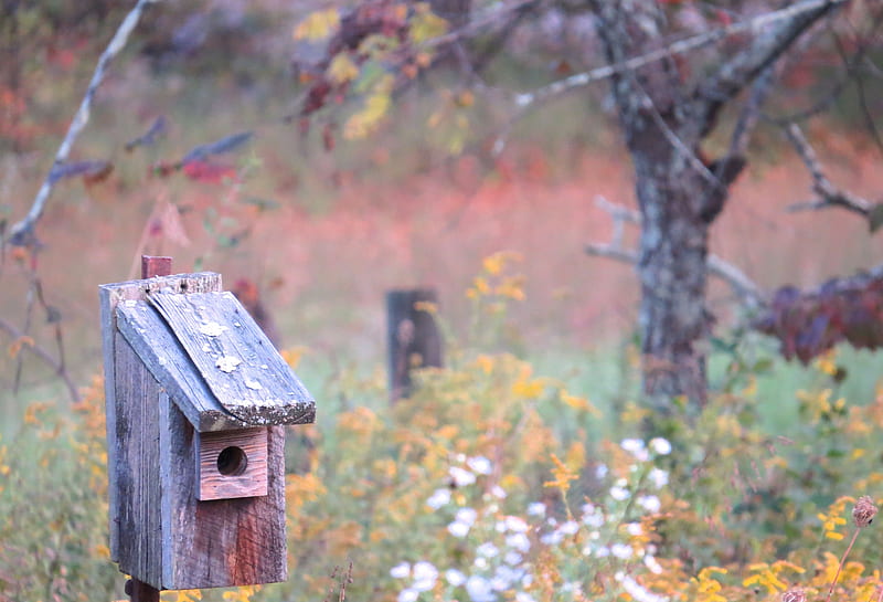 Little Homes For The Birds, fall, autumn, Ohio, birdhouse, nature, fields, country, HD wallpaper