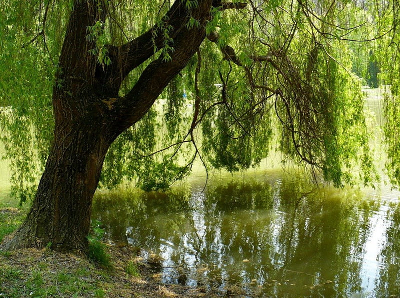 WILLOW'S WEEP, shade, weeping willow, peace, trees, restful, water, green, ponds, reflections, HD wallpaper
