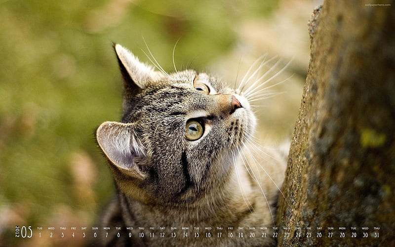 Cat Climbing Up-May 2012 calendar, HD wallpaper