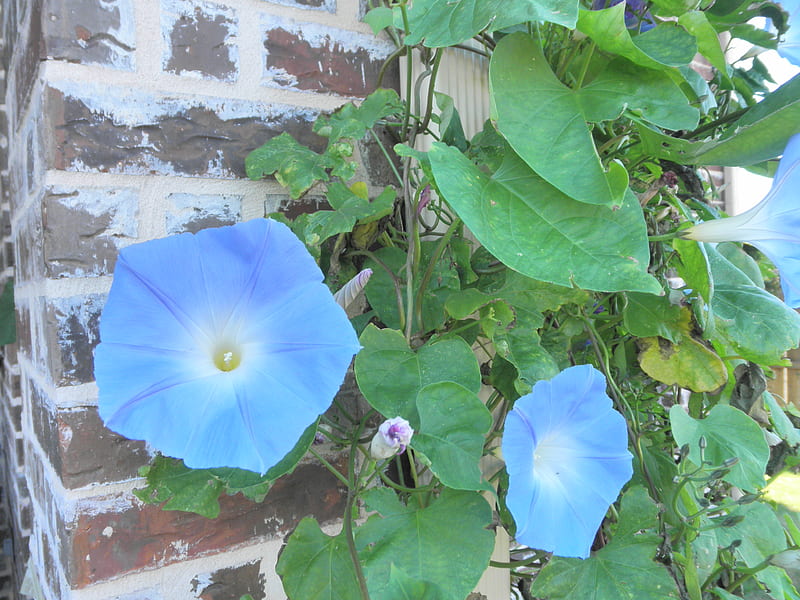 Morning Glory, vine, morning, blue, glory, HD wallpaper