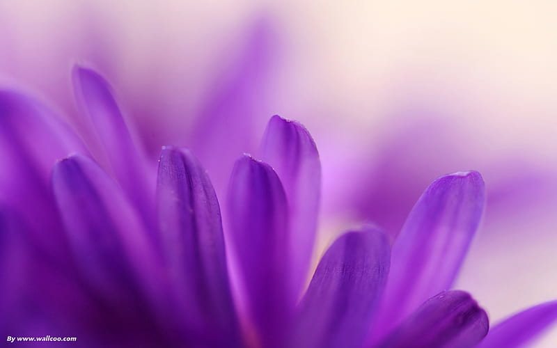 purple petals-Macro Flowers, HD wallpaper