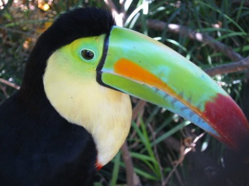Cheeky Toucan, tropcial, toucan, bird, HD wallpaper