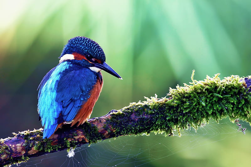 Pretty Bird, limb, pretty, wonderful, stunning, woods, bonito, animal,  spiderweb, HD wallpaper | Peakpx