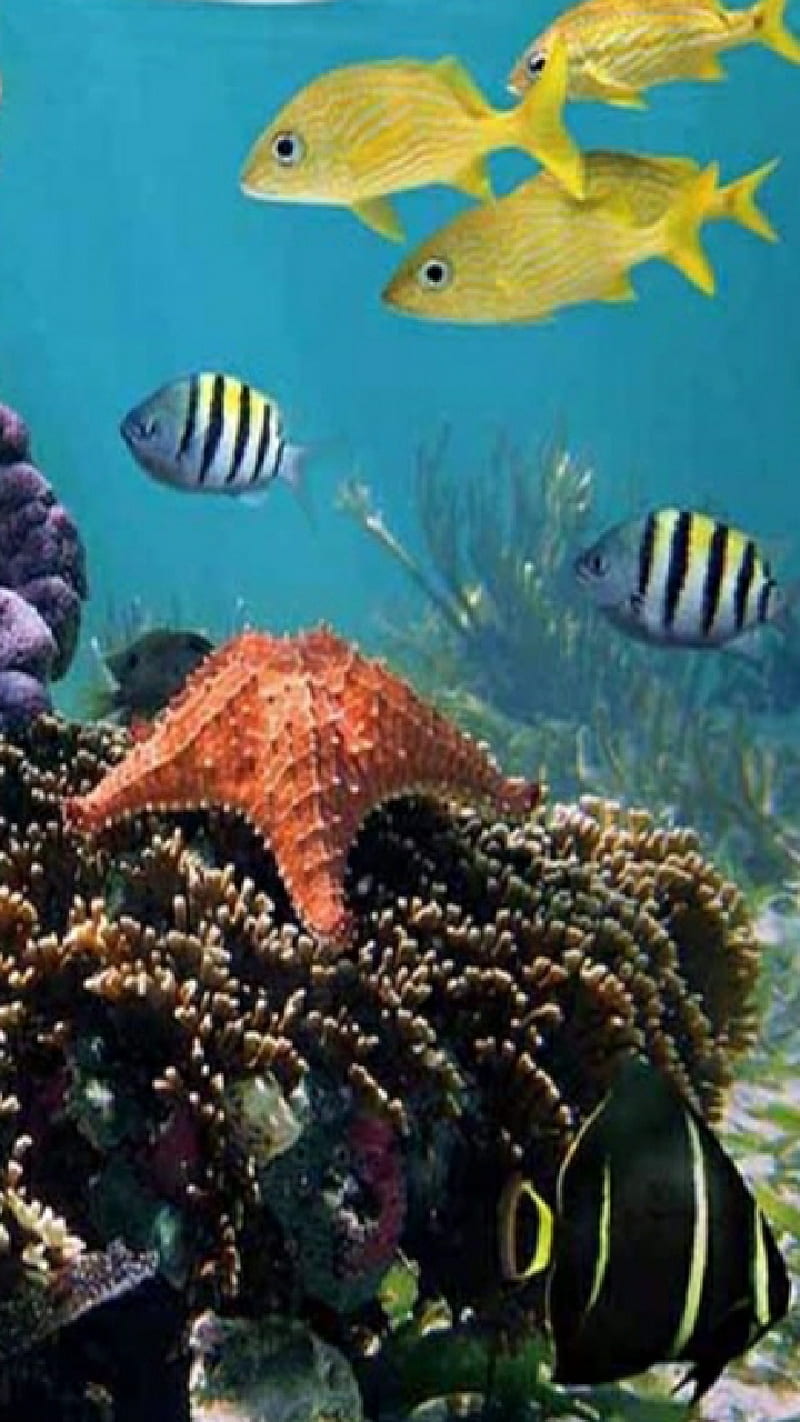 Underwater Beauty, coral, marine, ocean, reef, scuba diving, sea, starfish, tropical, HD phone wallpaper