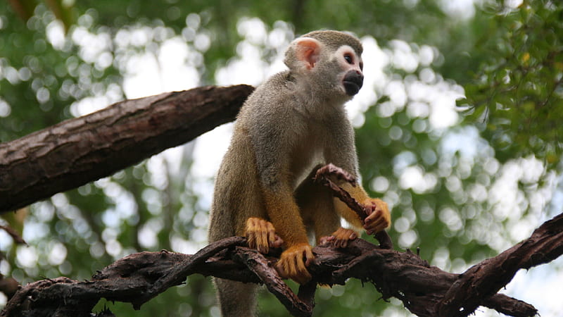 Common Squirrel Monkey, primates, squirrel monkey, trees, animals, HD wallpaper