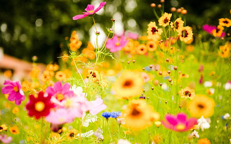 Vivid Flowers, cornflowers, summer, colors, garden, cosmea, HD wallpaper