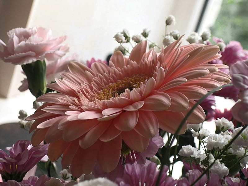 Pink gerbera, flower, gerbera, flowers, nature, HD wallpaper | Peakpx