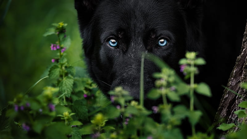 Blue eyes, green, caine, lup, black, wolf, dog, animal, HD wallpaper