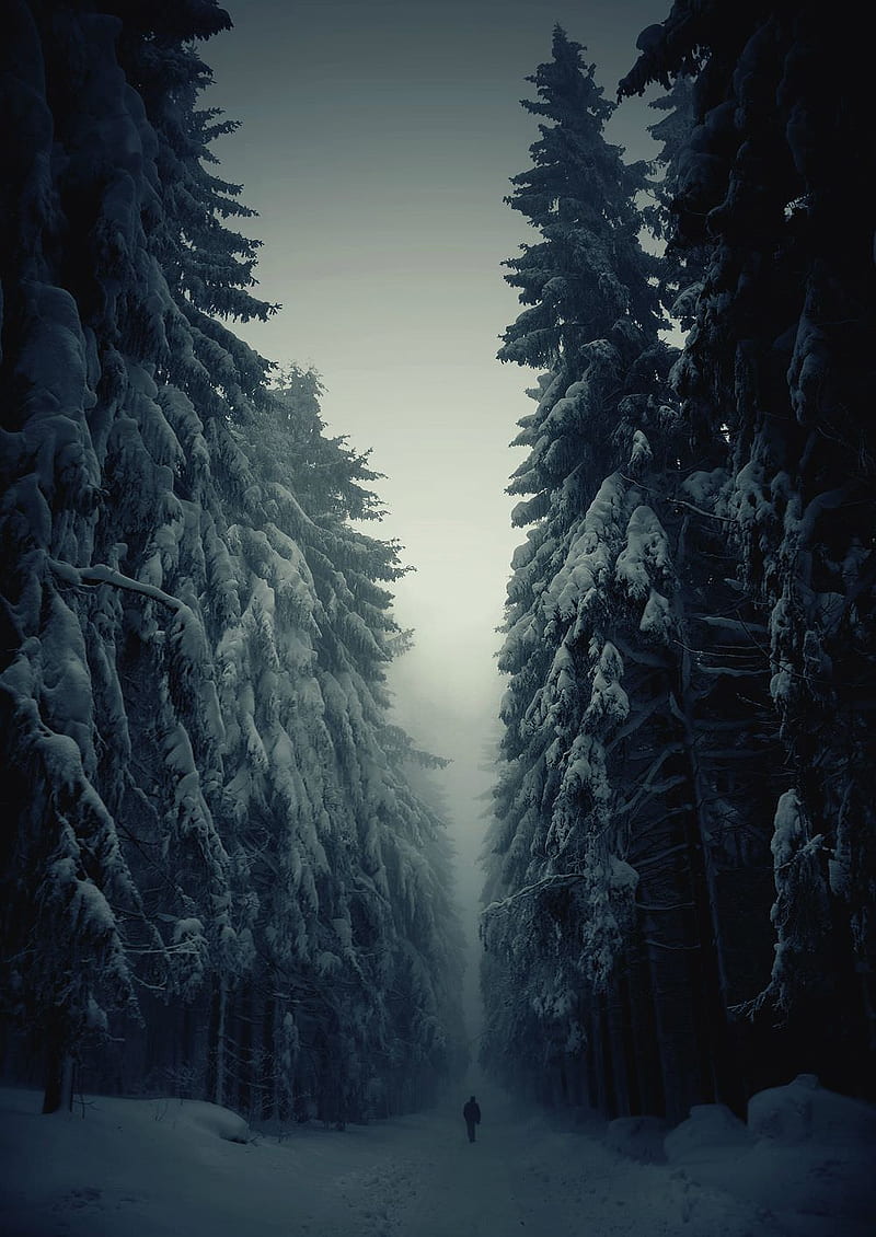 Winter storm, blizzard, creepy, nature, scary, snow, HD phone wallpaper