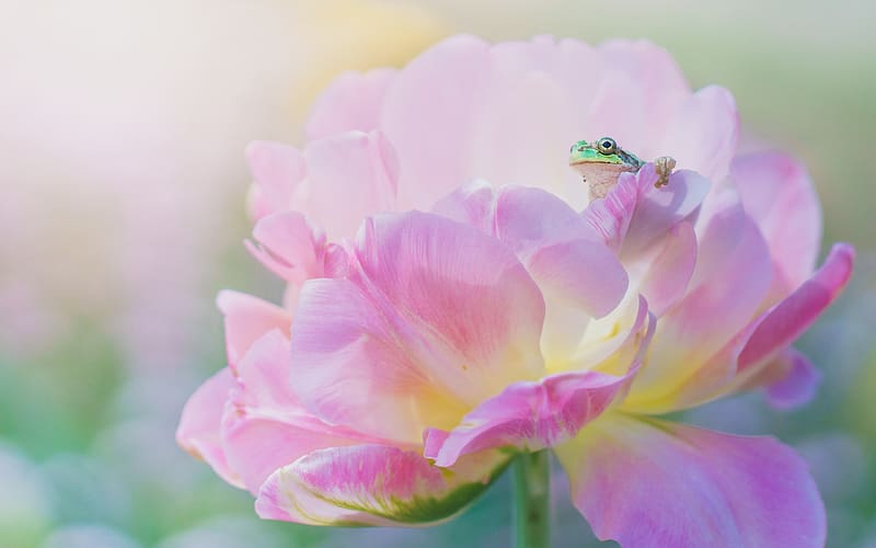 Frog and peony, pink, bujor, flower, broasca, peony, frog, nature, macro, HD wallpaper