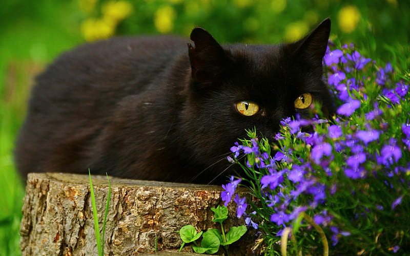 Black cat, purple, green, flower, black, cat, animal, pisica, HD ...