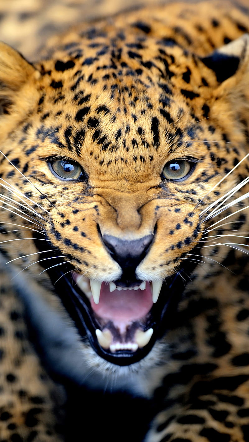 Leopard Roar, jungle, lion, mountain, tiger, wild, HD phone wallpaper