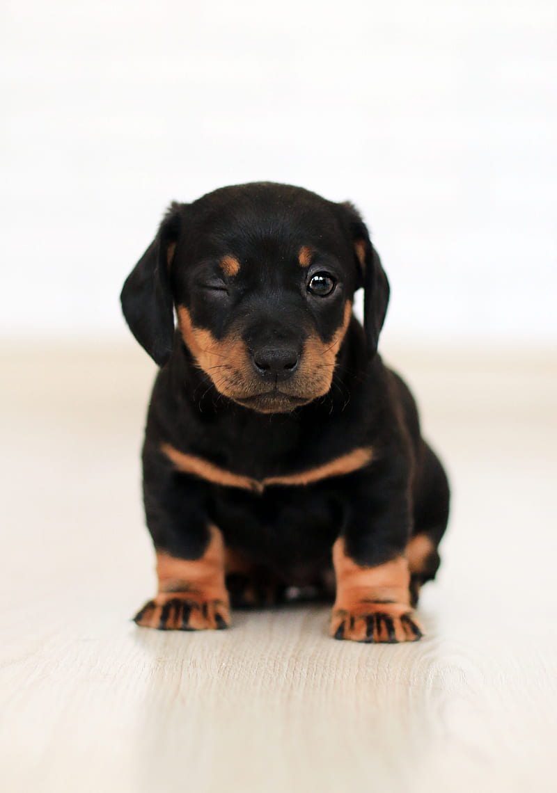 Winking Black And Brown Puppy, HD phone wallpaper