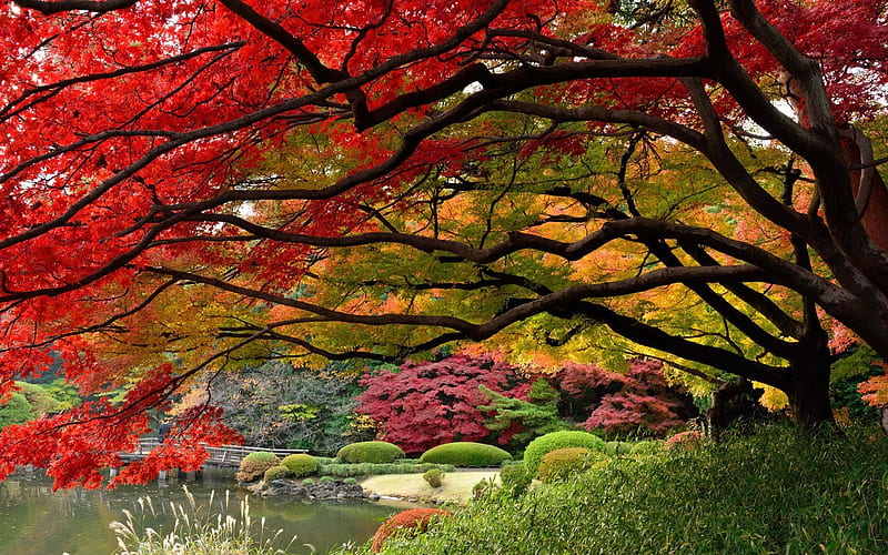 autumn, japanese garden, tokyo, HD wallpaper