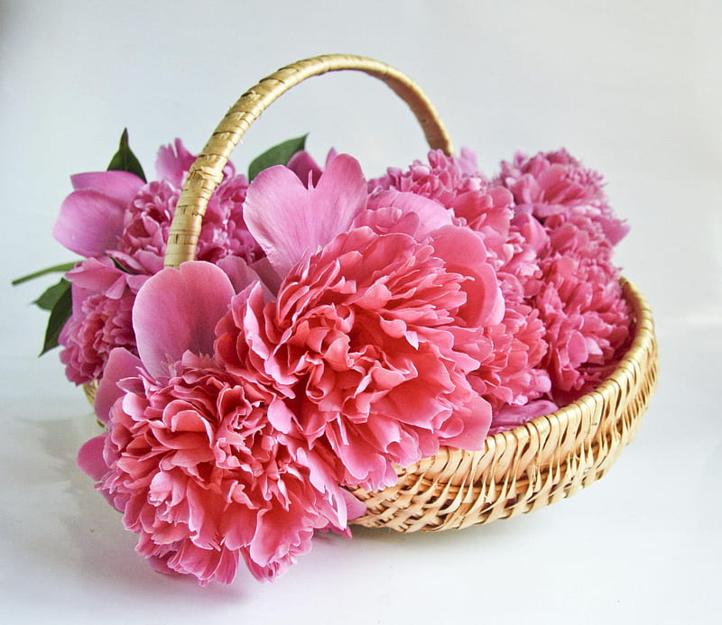 Peonies, flower, peony, pink, basket, bujor, HD wallpaper