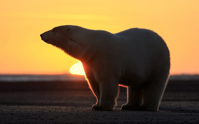 polar bear, winter, north, sunset, bears, HD wallpaper