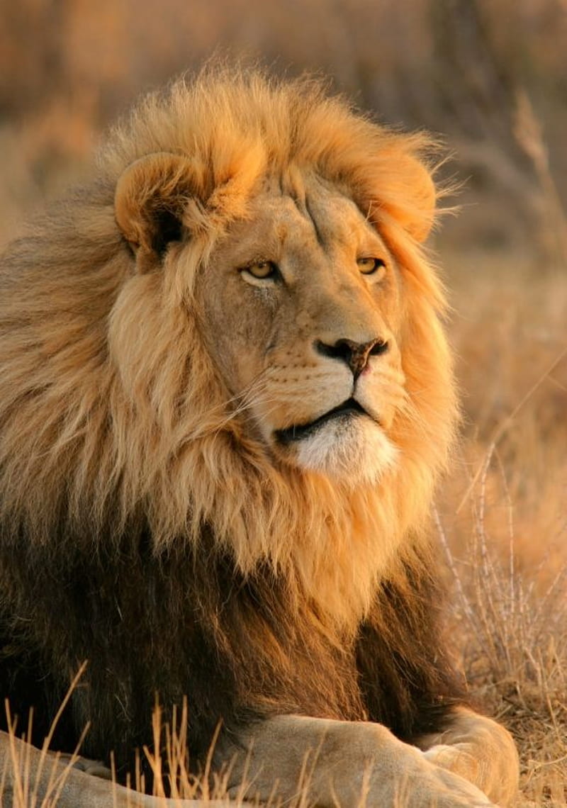 lion, animal, face, king, leon, lions, wild, HD phone wallpaper