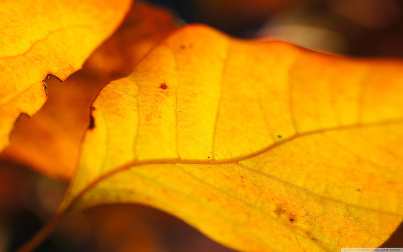 yellow walnut leaves-Autumn Landscape, HD wallpaper