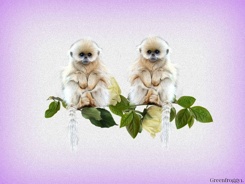 MONKIES ON A BRANCH, TWO, MONKIES ABSTRACT, HD wallpaper